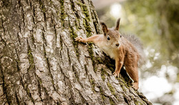 Squirrel / Central park of rest St. Petersburg