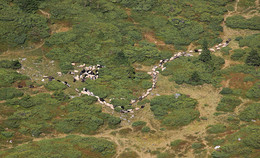 Carpathian trails / ***