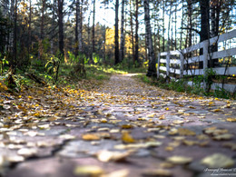 Autumn path / ***