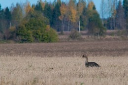 Bean In Autumn Landscape / ***