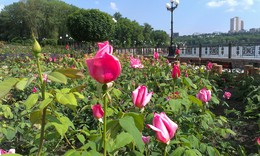 Donetsk - the city of roses. / ***