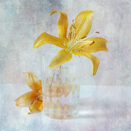 Lily in a glass / ...