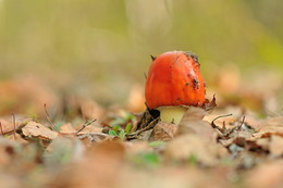 Fly-agaric / ***