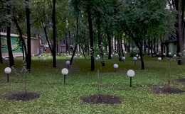 Dandelions / ***