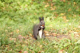 Squirrel with nut / ***