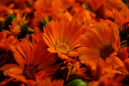 Calendula / ***