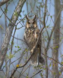 Screech-owl / .....