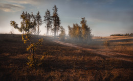 The road in the morning mist / ***