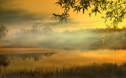 Morning Gold / ***