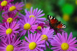 Autumn etude with a butterfly / ***