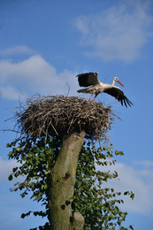 Busel (Stork) / ***