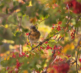 Thrush Fieldfare / ***