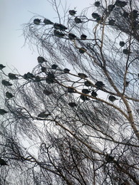 Nezolotoe-section / ***