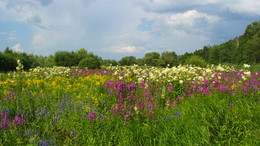 His name was Robert. (Water meadow) / ***