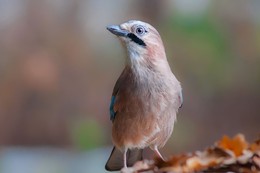 Jay in autumn colors / ***