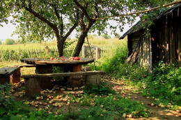 Old apple orchard / ***