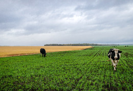 Fields ... / ***