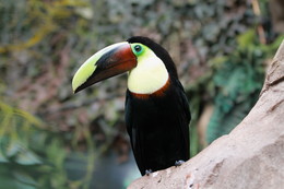 Toucan / ***