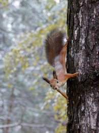 What are you looking nuts come on!))) / ***