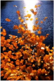 Autumn Bouquet / ***