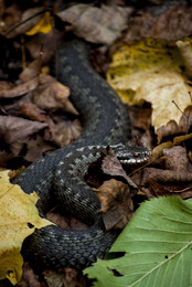 Viper on the waterfall Loud / ***