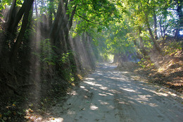 Green corridor / ***