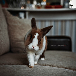 Bunny / ***