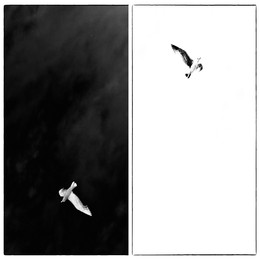 Opposites / ***