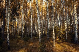 In the golden forest. / ***