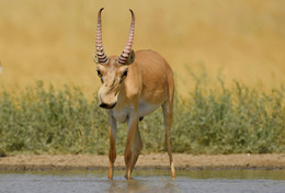 "Saiga!" / ***