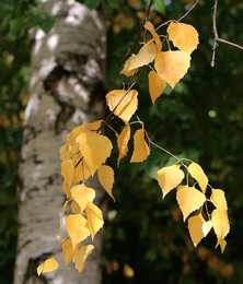 Autumn bright leaf ... / ***