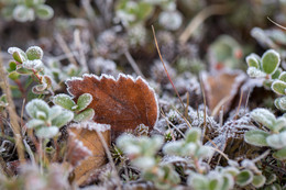 Breath of winter / ***