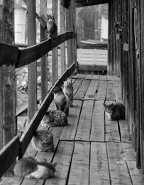 the teachers' council. / ......................................................................................................................