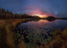 Lake water lilies. / ***