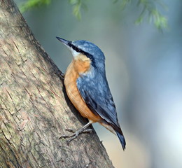 Nuthatch. / ***