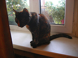 Tusya and Tail / ***