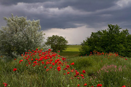 Flower Garden in the field. / ***