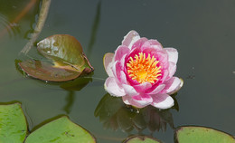 Waterlily. / ***