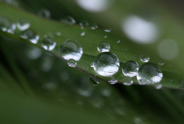 Droplets of dew / ***