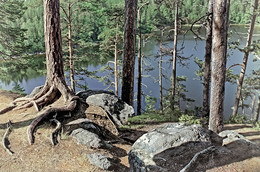 Rocks, roots, pine ... / ***