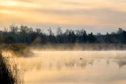 Morning fog on the lake / ***