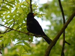 Blackbird / ...