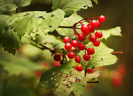 Red viburnum / ***