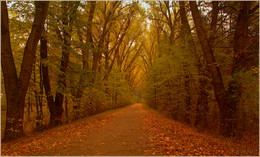The road to autumn / ***