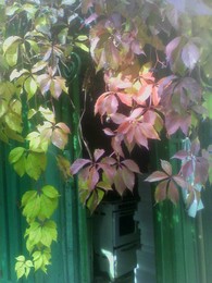 fall colors / ***