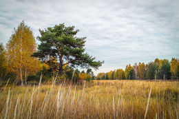 Fall color 3 / ***