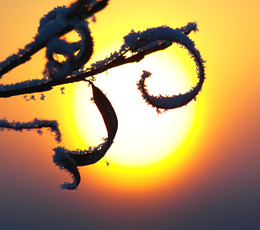 Sun lace. / ***
