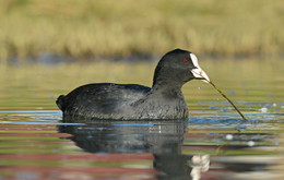 Coot ... / ***