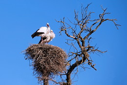 A family of storks / ***