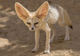 Desert Fox / ***